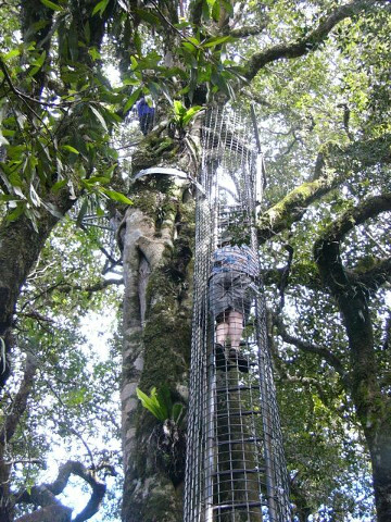 Climb to Treetop